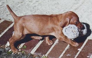 Vizsla puppy with dummy