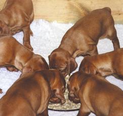 Puppies no longer dependent on their dam