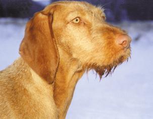 The Wirehaired Vizsla